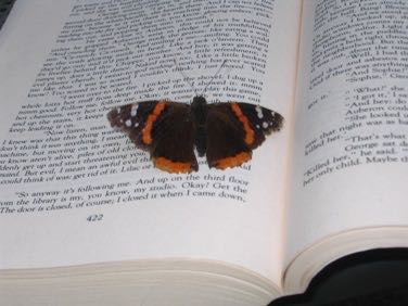 Red admiral butterfly reading page 422 of Little, Big by John Crowley, about 18:30 on 5 August 2007.