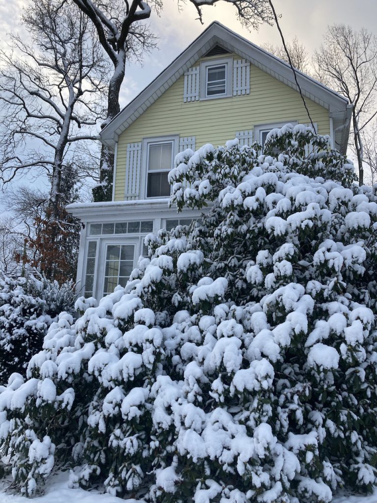 snow rhododendrons of Montclair-Himalaya