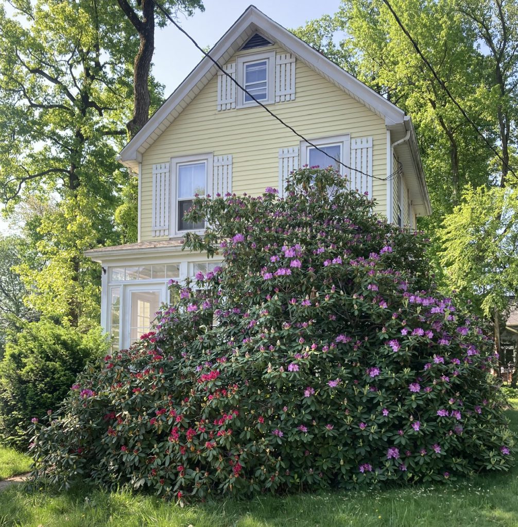 a few days before Rhododendron Day